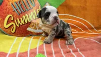 Brisket, a male English Bulldog for sale in Colorado Springs, CO – 3 of 4