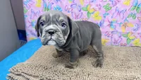 Halo, a female English Bulldog for sale in Colorado Springs, CO – 8 of 10