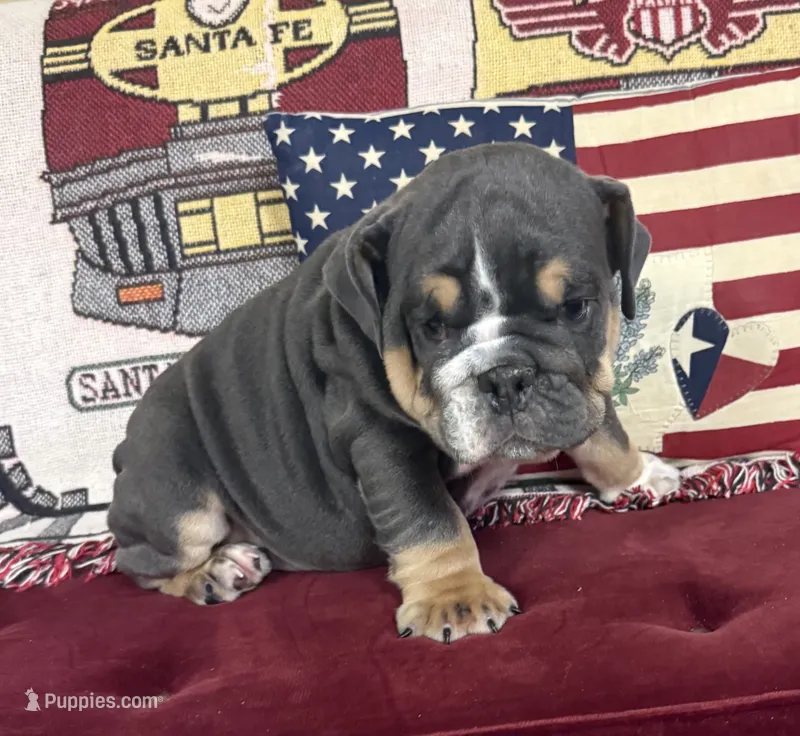 Gator – English Bulldog puppy for sale in Colorado Springs, CO