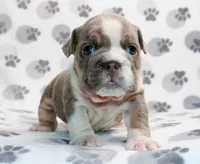 Gracie, a female English Bulldog for sale in Colorado Springs, CO – 4 of 4