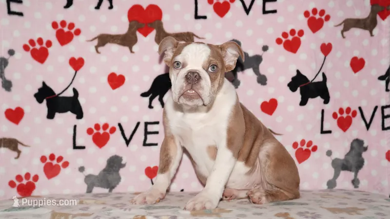 Bubbles – English Bulldog puppy for sale in Colorado Springs, CO