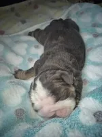 Ozzy, a male English Bulldog for sale in Colorado Springs, CO – 3 of 4