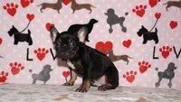 Marcel, a male French Bulldog for sale in Colorado Springs, CO – 2 of 10