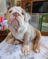 Butterfinger, a male English Bulldog for sale in Colorado Springs, CO – Photo 5 of 10