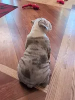 Butterfinger, a male English Bulldog for sale in Colorado Springs, CO – Photo 3 of 10