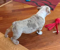 Butterfinger, a male English Bulldog for sale in Colorado Springs, CO – Photo 8 of 10