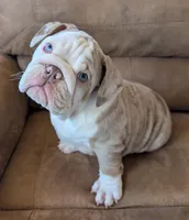 Butterfinger, a male English Bulldog for sale in Colorado Springs, CO – Photo 2 of 10