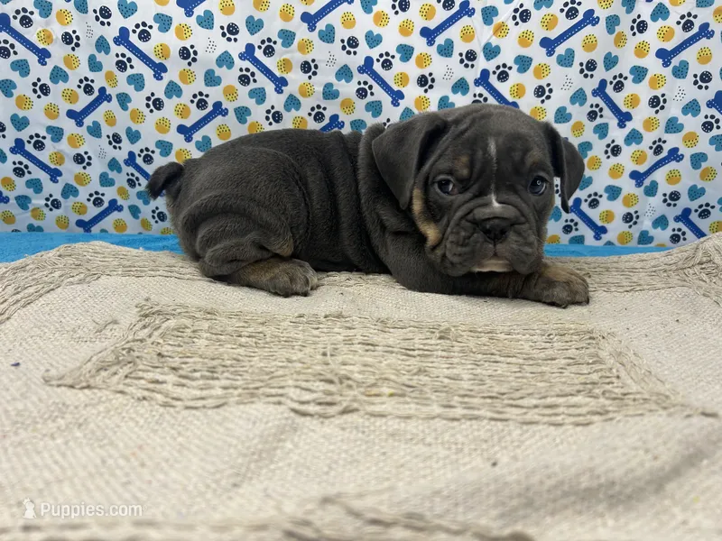 Halo – English Bulldog puppy for sale in Colorado Springs, CO