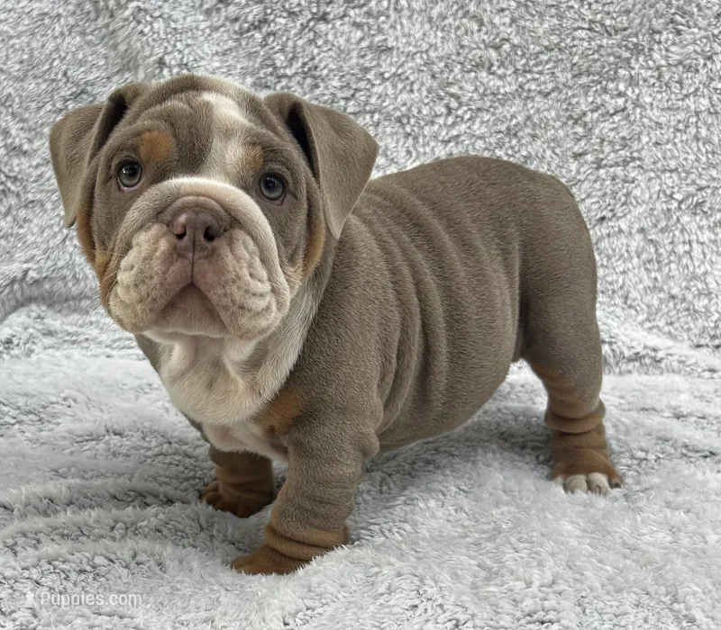 Olympia – English Bulldog puppy for sale in Colorado Springs, CO