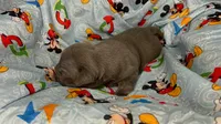 Iceman, a male English Bulldog for sale in Colorado Springs, CO – 3 of 3