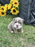 Nyra, a female English Bulldog for sale in Colorado Springs, CO – 2 of 10