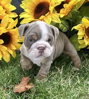 Olympia, a female English Bulldog for sale in Colorado Springs, CO – 1 of 10
