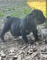 Viper, a male English Bulldog for sale in Colorado Springs, CO – 8 of 10