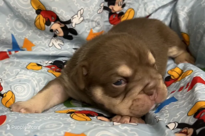 Jester – English Bulldog puppy for sale in Colorado Springs, CO