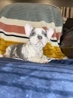 Colette, a female French Bulldog for sale in Colorado Springs, CO – 4 of 4