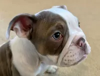 Maverick, a male English Bulldog for sale in Colorado Springs, CO – 3 of 9