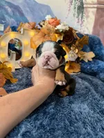 Murphy, a male English Bulldog for sale in Colorado Springs, CO – 2 of 10