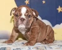 Blossom, a female English Bulldog for sale in Colorado Springs, CO – Photo 1 of 10