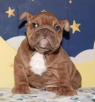 Cookie, a female English Bulldog for sale in Colorado Springs, CO – Photo 1 of 10