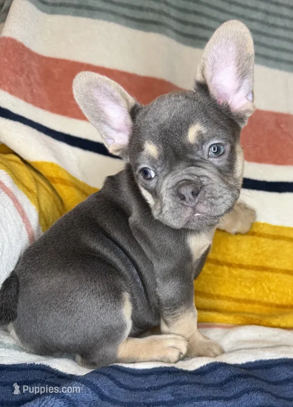 Andre – French Bulldog puppy for sale in Colorado Springs, CO
