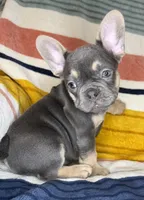 Andre, a male French Bulldog for sale in Colorado Springs, CO – 1 of 7