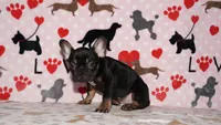 Marcel, a male French Bulldog for sale in Colorado Springs, CO – 9 of 10