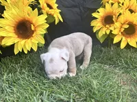 Bodhi, a male English Bulldog for sale in Colorado Springs, CO – 10 of 10