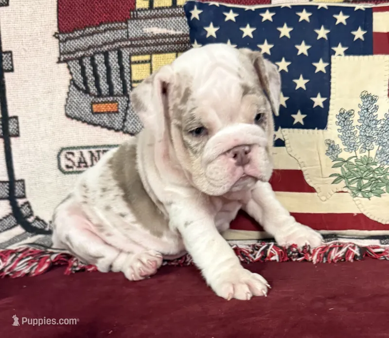 Dolly – English Bulldog puppy for sale in Colorado Springs, CO
