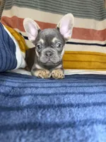 Andre, a male French Bulldog for sale in Colorado Springs, CO – 6 of 7