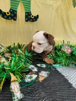 Brownie, a male English Bulldog for sale in Colorado Springs, CO – Photo 5 of 10