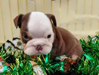 Brownie, a male English Bulldog for sale in Colorado Springs, CO – Photo 1 of 10
