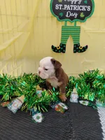 Brownie, a male English Bulldog for sale in Colorado Springs, CO – Photo 6 of 10