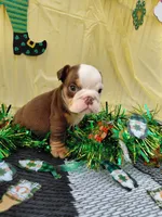 Brownie, a male English Bulldog for sale in Colorado Springs, CO – Photo 4 of 10