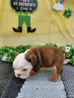 Brownie, a male English Bulldog for sale in Colorado Springs, CO – Photo 3 of 10