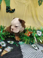 Brownie, a male English Bulldog for sale in Colorado Springs, CO – Photo 2 of 10
