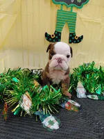 Brownie, a male English Bulldog for sale in Colorado Springs, CO – Photo 9 of 10