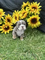Nyra, a female English Bulldog for sale in Colorado Springs, CO – 10 of 10