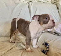 Maverick, a male English Bulldog for sale in Colorado Springs, CO – 7 of 9