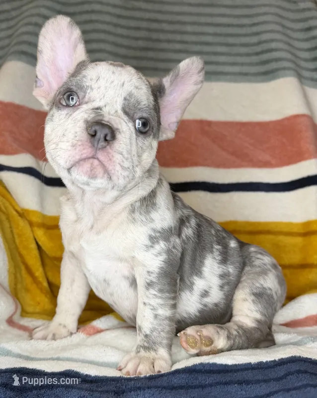 Colette – French Bulldog puppy for sale in Colorado Springs, CO