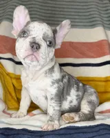 Colette, a female French Bulldog for sale in Colorado Springs, CO – 1 of 4