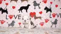Turbo, a male English Bulldog for sale in Colorado Springs, CO – 5 of 10