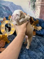 Gus, a male English Bulldog for sale in Colorado Springs, CO – 6 of 9