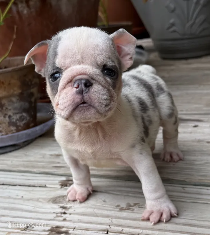 Dixie – English Bulldog puppy for sale in Colorado Springs, CO