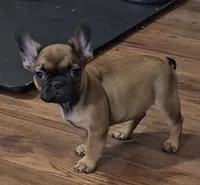 Larry, a male French Bulldog for sale in Colorado Springs, CO – 4 of 10