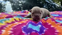 Carol, a female English Bulldog for sale in Colorado Springs, CO – 7 of 7