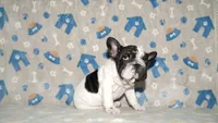 Jaq, a male French Bulldog for sale in Colorado Springs, CO – 4 of 10