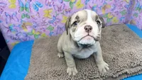 Rachel, a female English Bulldog for sale in Colorado Springs, CO – 9 of 10