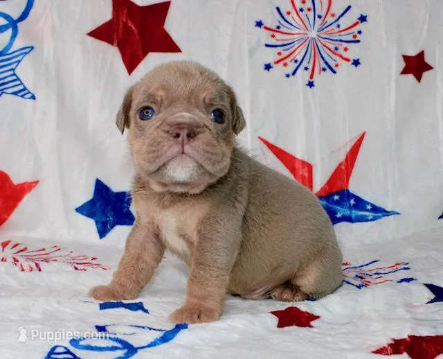 Oliver – English Bulldog puppy for sale in Colorado Springs, CO