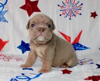 Oliver, a male English Bulldog for sale in Colorado Springs, CO – 1 of 3