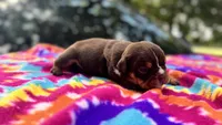 Phoebe, a female English Bulldog for sale in Colorado Springs, CO – 4 of 9